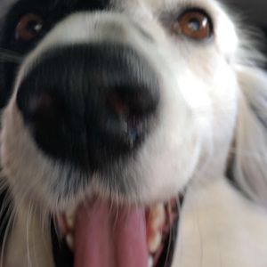 Meet your Posher, Dani